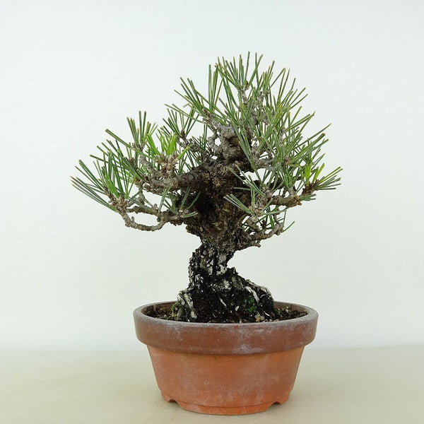 盆栽 松 黒松 錦松 樹高 約16cm にしきまつ Pinus thunbergii ニシキマツ マツ科 常緑針葉樹 観賞用 小品