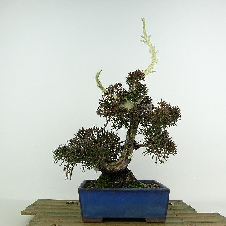 盆栽 真柏 樹高 約32cm しんぱく Juniperus chinensis シンパク ジン シャリ ヒノキ科 常緑樹 観賞用  f1125208958 - 森流 GreenFlow - 動植物造景專門店