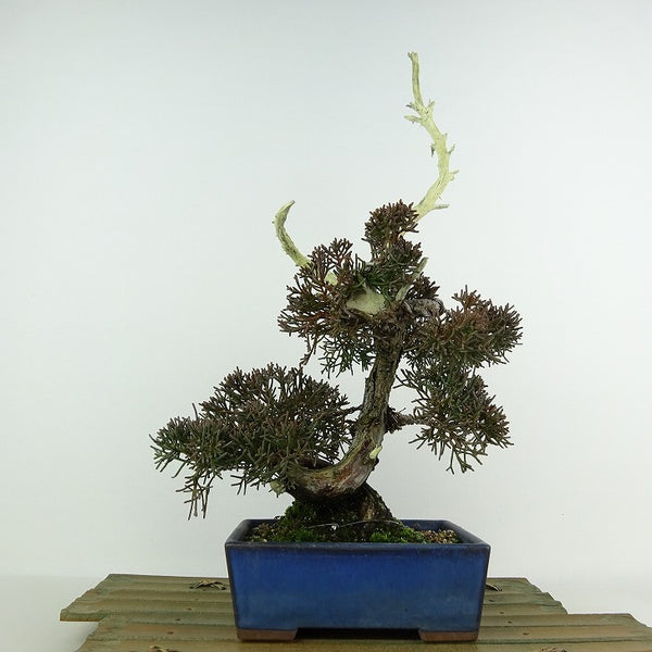 盆栽 真柏 樹高 約32cm しんぱく Juniperus chinensis シンパク ジン シャリ ヒノキ科 常緑樹 観賞用 f1125208958