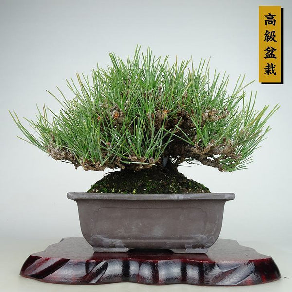 盆栽 松 黒松 瑞宝 樹高 約15cm くろまつ 高級盆栽 Pinus thunbergii クロマツ マツ科 常緑針葉樹 観賞用 小品 h1125237119