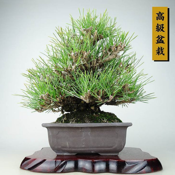 盆栽 松 黒松 瑞宝 樹高 約27cm くろまつ 高級盆栽 Pinus thunbergii クロマツ マツ科 常緑針葉樹 観賞用 j1125233751