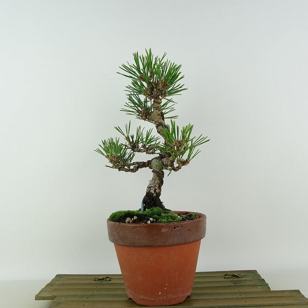 盆栽 松 黒松 樹高 約23cm くろまつ Pinus thunbergii クロマツ マツ科 常緑針葉樹 観賞用 d1125235660