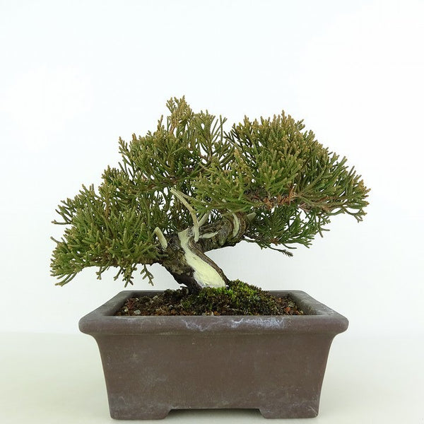 盆栽 真柏 樹高 約13cm しんぱく Juniperus chinensis シンパク “ジン シャリ” ヒノキ科 常緑樹 観賞用 小品 n1125226678