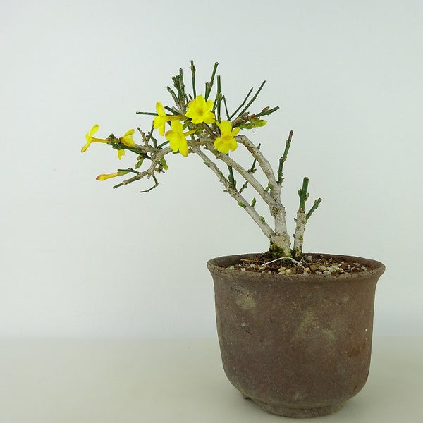 盆栽 黄梅 樹高 約13cm おうばい Jasminum nudiflorum オウバイ 花物 半つる性 モクセイ科 ソケイ属 落葉樹 観賞用 小品 x1126421863