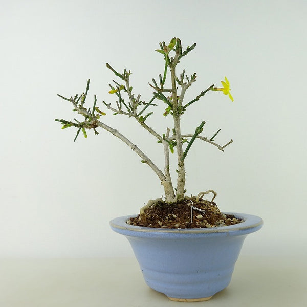 盆栽 黄梅 樹高 約14cm おうばい Jasminum nudiflorum オウバイ 花物 半つる性 モクセイ科 ソケイ属 落葉樹 観賞用 小品 f1126425950