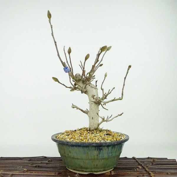 盆栽 姫こぶし 樹高 約28cm ひめこぶし Magnolia tomentosa ヒメコブシ 赤 モクレン科 モクレン属 落葉樹 観賞用 n1126424917