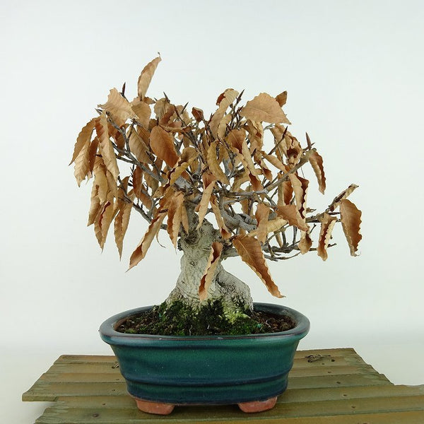 盆栽 山毛欅 ぶな 樹高 約21cm Fagus crenata ブナ ブナ科 落葉樹 観賞用 q1126766354