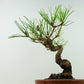 盆栽 松 赤松 樹高 約18cm あかまつ Pinus densiflora アカマツ red pine マツ科 常緑樹 観賞用 小品 h1126768089