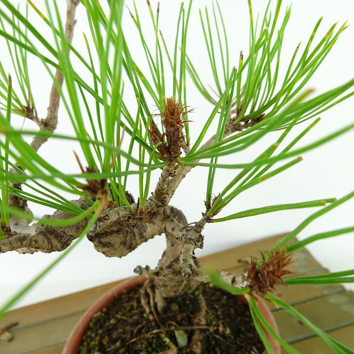 盆栽 松 赤松 樹高 約18cm あかまつ Pinus densiflora アカマツ red pine マツ科 常緑樹 観賞用 小品 h1126768089