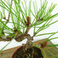 盆栽 松 赤松 樹高 約18cm あかまつ Pinus densiflora アカマツ red pine マツ科 常緑樹 観賞用 小品 h1126768089