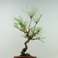 盆栽 松 赤松 樹高 約18cm あかまつ Pinus densiflora アカマツ red pine マツ科 常緑樹 観賞用 小品 h1126768089