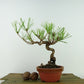 盆栽 松 赤松 樹高 約18cm あかまつ Pinus densiflora アカマツ red pine マツ科 常緑樹 観賞用 小品 h1126768089