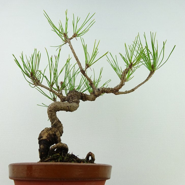 盆栽 松 赤松 樹高 約18cm あかまつ Pinus densiflora アカマツ red pine マツ科 常緑樹 観賞用 小品 h1126768089