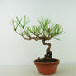 盆栽 松 赤松 樹高 約18cm あかまつ Pinus densiflora アカマツ red pine マツ科 常緑樹 観賞用 小品 h1126768089