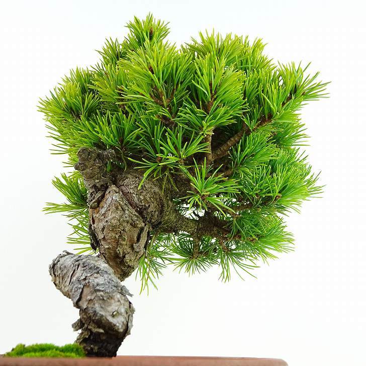 盆栽 松 五葉松 樹高 約21cm ごようまつ Pinus parviflora ゴヨウマツ 八房 マツ科 常緑針葉樹 観賞用 e1126769372