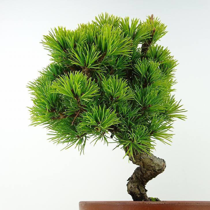 盆栽 松 五葉松 樹高 約21cm ごようまつ Pinus parviflora ゴヨウマツ 八房 マツ科 常緑針葉樹 観賞用 e1126769372