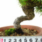 盆栽 松 五葉松 樹高 約21cm ごようまつ Pinus parviflora ゴヨウマツ 八房 マツ科 常緑針葉樹 観賞用 e1126769372