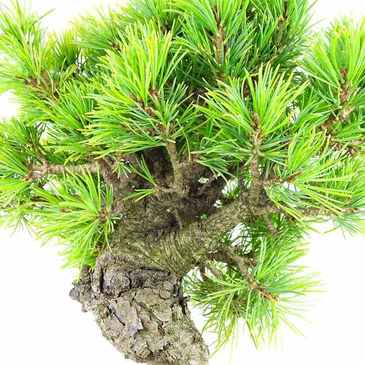 盆栽 松 五葉松 樹高 約21cm ごようまつ Pinus parviflora ゴヨウマツ 八房 マツ科 常緑針葉樹 観賞用 e1126769372