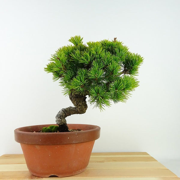 盆栽 松 五葉松 樹高 約21cm ごようまつ Pinus parviflora ゴヨウマツ 八房 マツ科 常緑針葉樹 観賞用 e1126769372