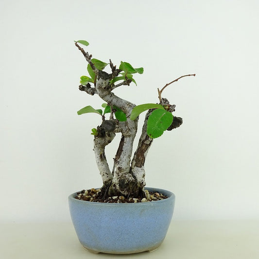 盆栽 木瓜 樹高 約16cm ぼけ Chaenomeles speciosa ボケ 白バラ科 ボケ属 落葉樹 観賞用 小品 c1126758784