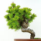 盆栽 松 五葉松 樹高 約21cm ごようまつ Pinus parviflora ゴヨウマツ 八房 マツ科 常緑針葉樹 観賞用 e1126769372