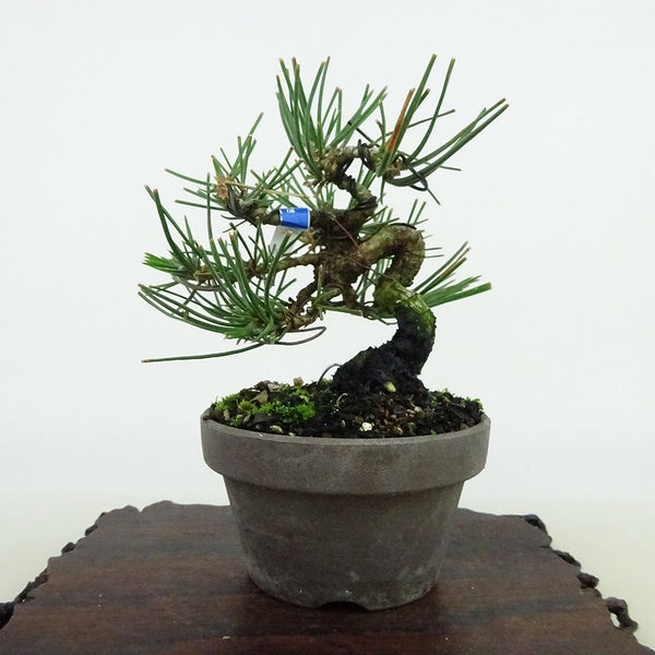 盆栽 松 黒松 樹高 約11cm くろまつ Pinus thunbergii クロマツ マツ科 常緑針葉樹 観賞用 小品