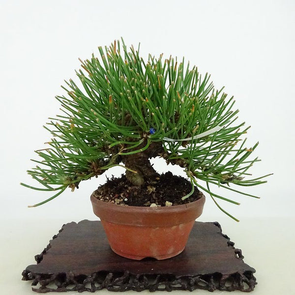 盆栽 松 黒松 樹高 約11cm くろまつ Pinus thunbergii クロマツ マツ科 常緑針葉樹 観賞用 小品 1127266755