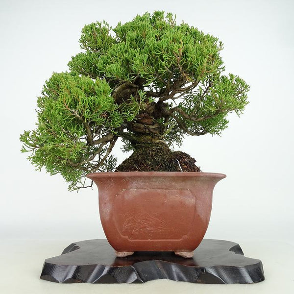 盆栽 真柏 樹高 約28cm しんぱく Juniperus chinensis シンパク “ジン シャリ” ヒノキ科 常緑樹 観賞用 o1127270338