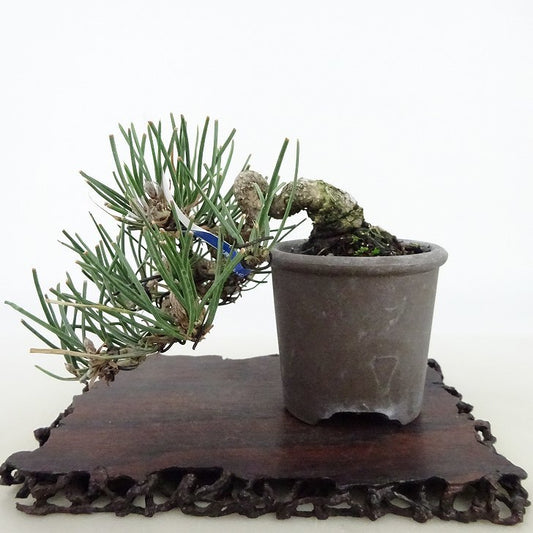 盆栽 松 黒松 樹高 上下 約8cm くろまつ Pinus thunbergii クロマツ マツ科 常緑針葉樹 観賞用 小品