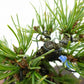 盆栽 松 五葉松 樹高 約10cm ごようまつ Pinus parviflora ゴヨウマツ マツ科 常緑針葉樹 観賞用 小品