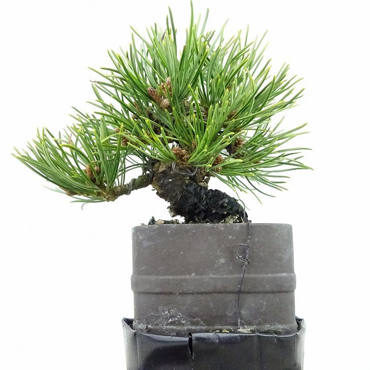 盆栽 松 五葉松 樹高 約9cm ごようまつ Pinus parviflora ゴヨウマツ マツ科 常緑針葉樹 観賞用 小品 o1127306174