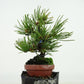 盆栽 松 五葉松 樹高 約10cm ごようまつ Pinus parviflora ゴヨウマツ マツ科 常緑針葉樹 観賞用 小品