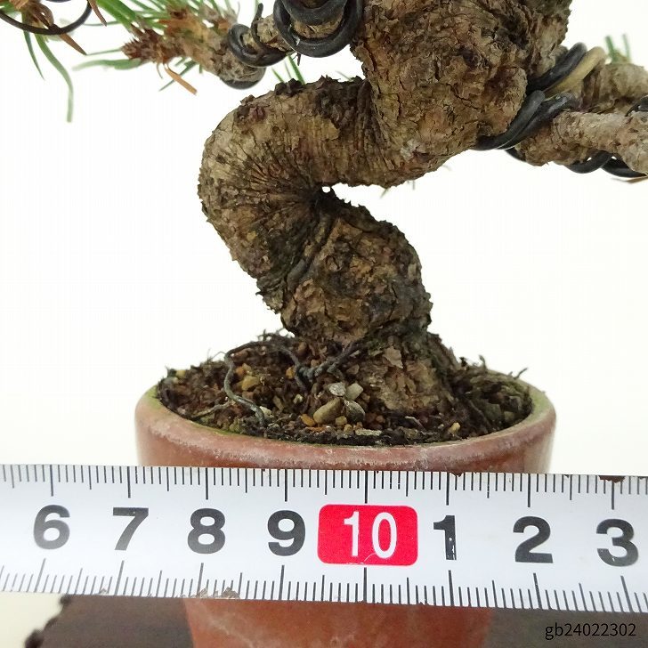 盆栽 松 赤松 樹高 約13cm あかまつ Pinus densiflora アカマツ red pine マツ科 常緑樹 観賞用 小品