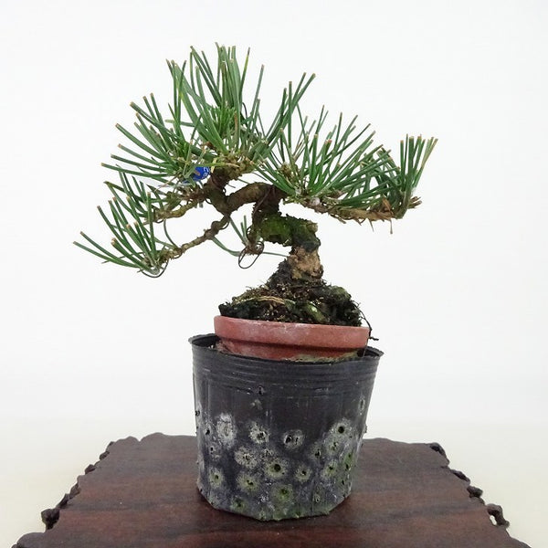 盆栽 松 黒松 樹高 約11cm くろまつ Pinus thunbergii クロマツ マツ科 常緑針葉樹 観賞用 小品 c1127301601