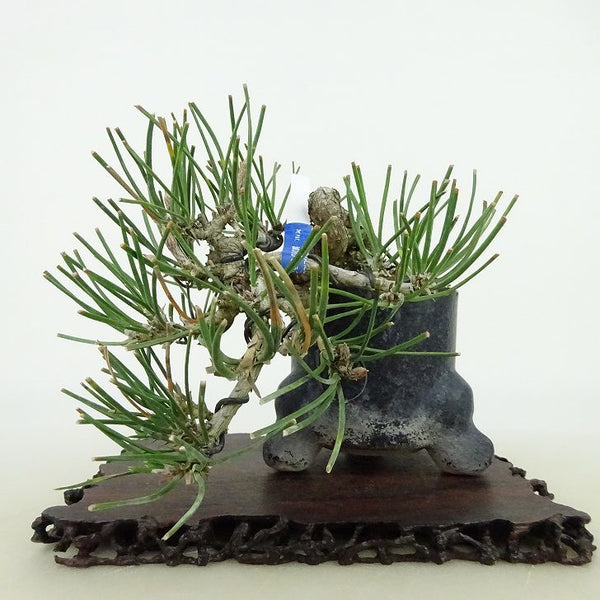 盆栽 松 黒松 樹高 上下 約11cm くろまつ Pinus thunbergii クロマツ マツ科 常緑針葉樹 観賞用 小品 f1127293282