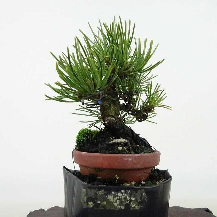 盆栽 松 五葉松 樹高 約10cm ごようまつ Pinus parviflora ゴヨウマツ マツ科 常緑針葉樹 観賞用 小品