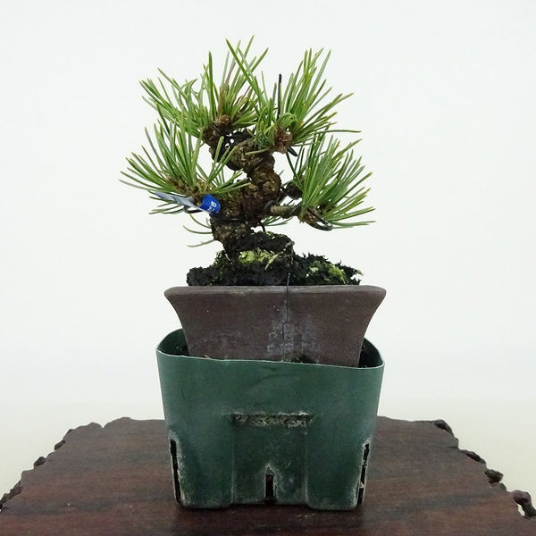 盆栽 松 五葉松 樹高 約9cm ごようまつ Pinus parviflora ゴヨウマツ マツ科 常緑針葉樹 観賞用 小品 v1127310417