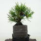 盆栽 松 五葉松 樹高 約9cm ごようまつ Pinus parviflora ゴヨウマツ マツ科 常緑針葉樹 観賞用 小品 o1127306174