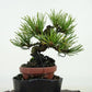 盆栽 松 五葉松 樹高 約10cm ごようまつ Pinus parviflora ゴヨウマツ マツ科 常緑針葉樹 観賞用 小品