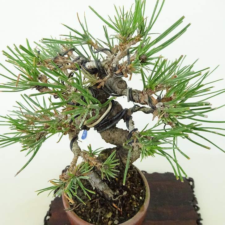 盆栽 松 赤松 樹高 約13cm あかまつ Pinus densiflora アカマツ red pine マツ科 常緑樹 観賞用 小品