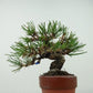 盆栽 松 赤松 樹高 約13cm あかまつ Pinus densiflora アカマツ red pine マツ科 常緑樹 観賞用 小品