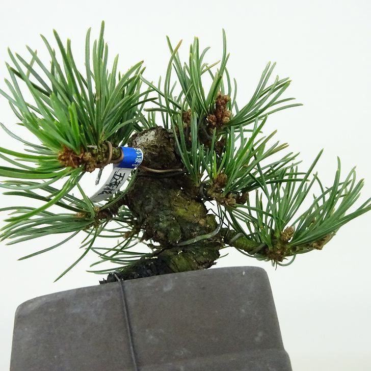 盆栽 松 五葉松 樹高 約9cm ごようまつ Pinus parviflora ゴヨウマツ マツ科 常緑針葉樹 観賞用 小品 o1127306174