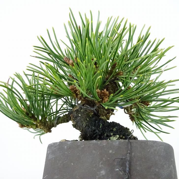 盆栽 松 五葉松 樹高 約9cm ごようまつ Pinus parviflora ゴヨウマツ マツ科 常緑針葉樹 観賞用 小品 o1127306174