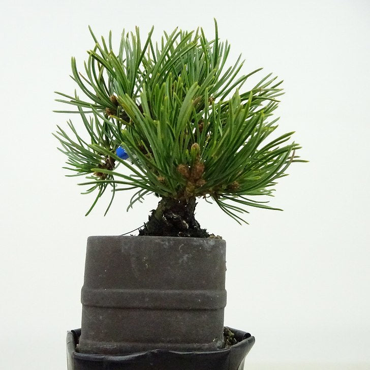 盆栽 松 五葉松 樹高 約9cm ごようまつ Pinus parviflora ゴヨウマツ マツ科 常緑針葉樹 観賞用 小品 o1127306174