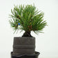 盆栽 松 五葉松 樹高 約9cm ごようまつ Pinus parviflora ゴヨウマツ マツ科 常緑針葉樹 観賞用 小品 o1127306174