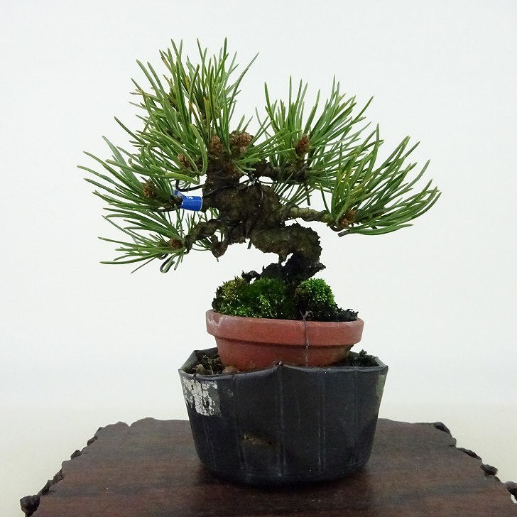 盆栽 松 五葉松 樹高 約10cm ごようまつ Pinus parviflora ゴヨウマツ マツ科 常緑針葉樹 観賞用 小品