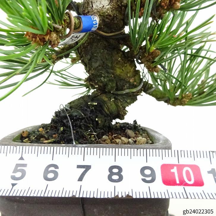 盆栽 松 五葉松 樹高 約9cm ごようまつ Pinus parviflora ゴヨウマツ マツ科 常緑針葉樹 観賞用 小品 o1127306174