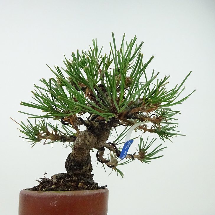 盆栽 松 赤松 樹高 約13cm あかまつ Pinus densiflora アカマツ red pine マツ科 常緑樹 観賞用 小品