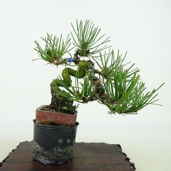 盆栽 松 赤松 樹高 約11cm あかまつ Pinus densiflora アカマツ red pine マツ科 常緑樹 観賞用 小品 h1127311203