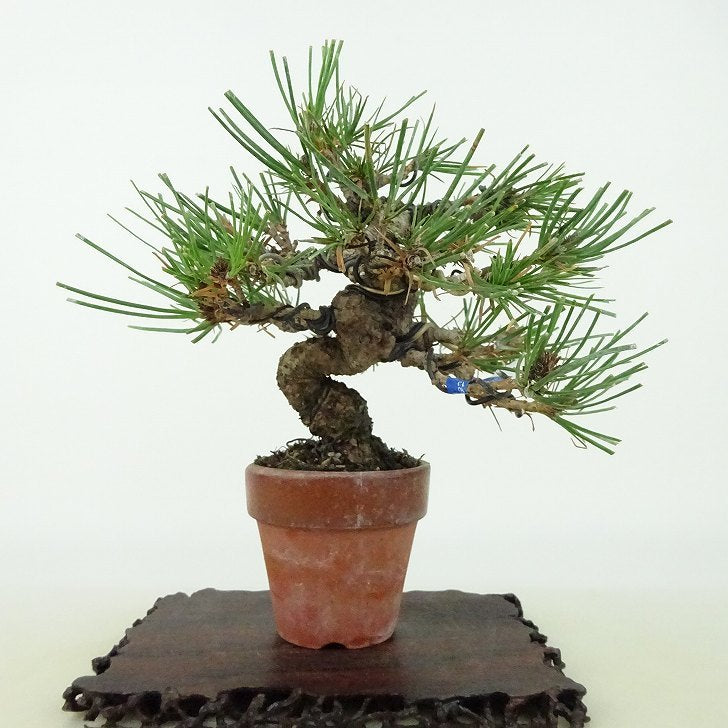 盆栽 松 赤松 樹高 約13cm あかまつ Pinus densiflora アカマツ red pine マツ科 常緑樹 観賞用 小品